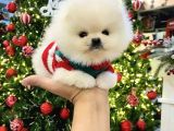 Pomeranian Boo Mini Mini Ayi Surat Yavrularımız