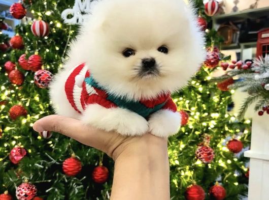 Pomeranian Boo Mini Mini Ayi Surat Yavrularımız görsel