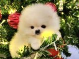 Pomeranian Boo Mini Mini Ayi Surat Yavrularımız