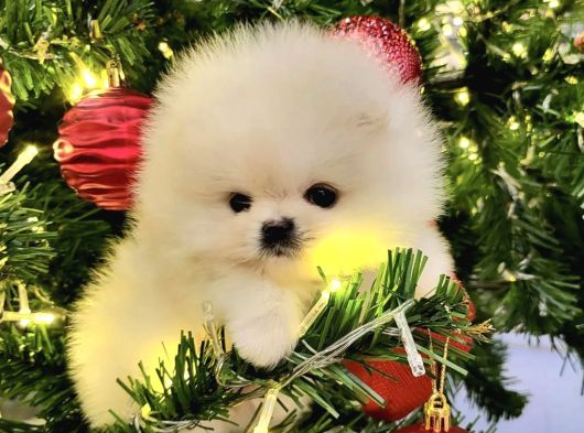 Pomeranian Boo Mini Mini Ayi Surat Yavrularımız görsel