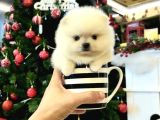 Pomeranian Boo Mini Mini Ayi Surat Yavrularımız