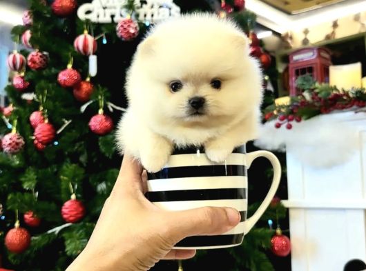 Pomeranian Boo Mini Mini Ayi Surat Yavrularımız
