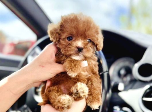 Maltipoo Ultra Mini Safkan Bebeklerimiz görsel