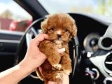 Maltipoo Ultra Mini Safkan Bebeklerimiz