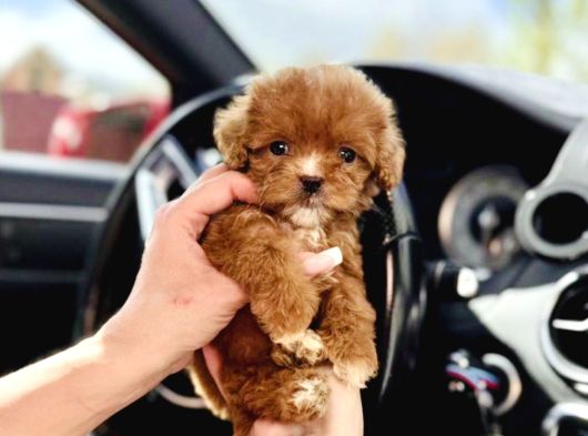 Maltipoo Ultra Mini Safkan Bebeklerimiz görsel