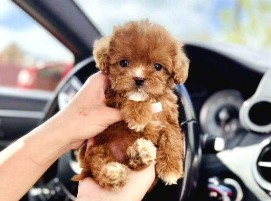 Maltipoo Ultra Mini Safkan Bebeklerimiz