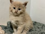 Evde Büyüyen Orji̇nal Safkan Maine Coon Yavrusu