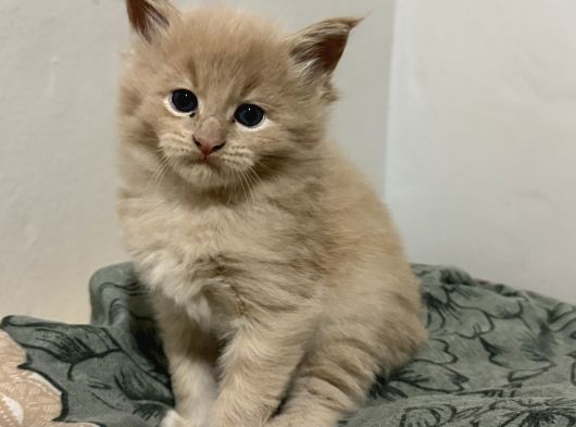 Evde Büyüyen Orji̇nal Safkan Maine Coon Yavrusu görsel