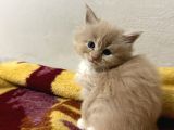 Evde Büyüyen Orji̇nal Safkan Maine Coon Yavrusu