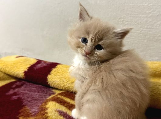 Evde Büyüyen Orji̇nal Safkan Maine Coon Yavrusu görsel