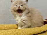 EVDE BÜYÜYEN ORJİNAL SAFKAN MAINE COON YAVRUSU