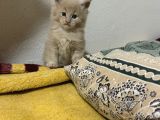 Evde Büyüyen Orji̇nal Safkan Maine Coon Yavrusu