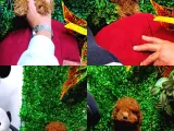 ANKARA TOY POODLE YAVRULARI KORE KAN TEACUP