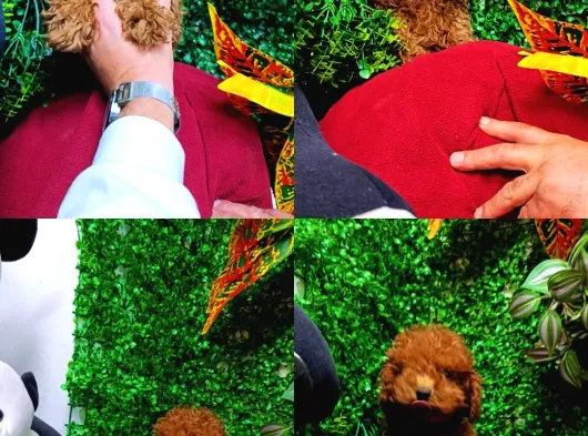 Ankara Toy Poodle Yavrulari Kore Kan Teacup