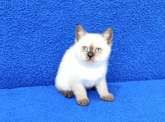 Yeni̇ Yuvasina Gi̇tmeye Hazir  Bri̇ti̇sh Ponçi̇k görsel