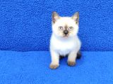 YENİ YUVASINA GİTMEYE HAZIR  BRİTİSH PONÇİK