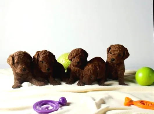 Toy Poodle
