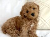 Dişi Ve Erkek Labradoodle Yavrularımız