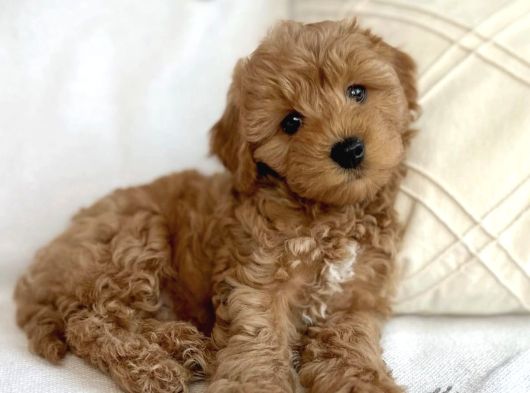Dişi Ve Erkek Labradoodle Yavrularımız görsel
