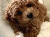Dişi Ve Erkek Labradoodle Yavrularımız