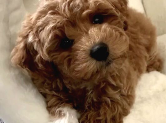 Dişi Ve Erkek Labradoodle Yavrularımız görsel