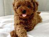 Dişi ve erkek labradoodle yavrularımız