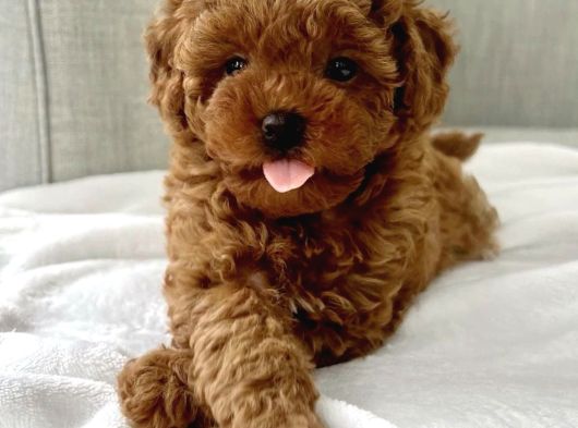 Dişi Ve Erkek Labradoodle Yavrularımız