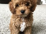 Dişi Ve Erkek Labradoodle Yavrularımız