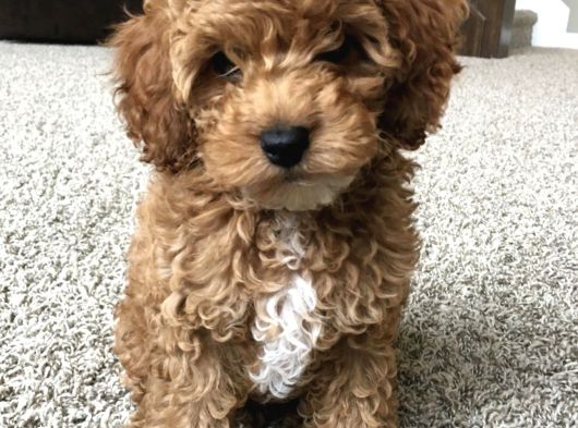 Dişi Ve Erkek Labradoodle Yavrularımız görsel