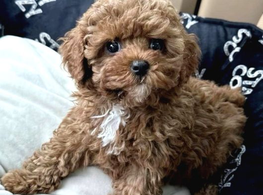 Dişi Ve Erkek Labradoodle Yavrularımız görsel