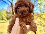 Red Brown Poodle Yavrularımız
