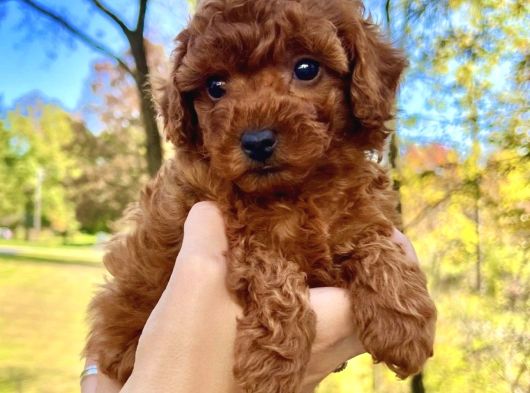 Red Brown Poodle Yavrularımız görsel