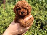 Red Brown Poodle Yavrularımız