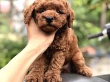Red Brown Poodle Yavrularımız