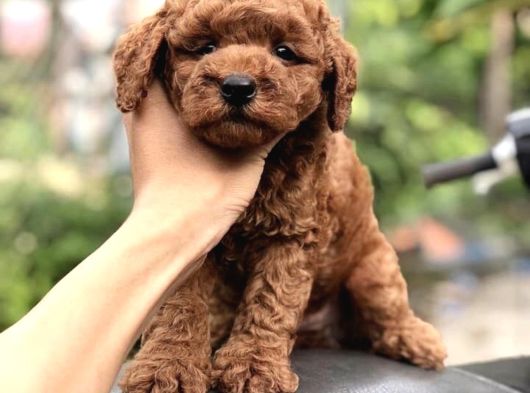 Red Brown Poodle Yavrularımız görsel