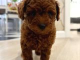 Red Brown Poodle Yavrularımız