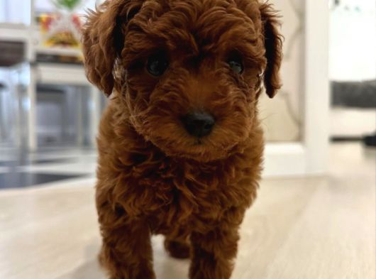 Red Brown Poodle Yavrularımız görsel