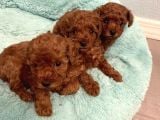 Red brown poodle yavrularımız