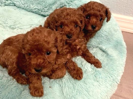 Red brown poodle yavrularımız