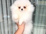 KARTOPU GİBİ MİNİ BOY POMERANİAN