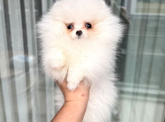 Kartopu Gi̇bi̇ Mi̇ni̇ Boy Pomerani̇an