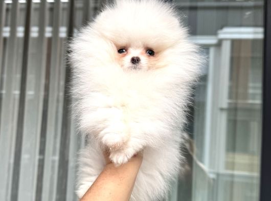 Kartopu Gi̇bi̇ Mi̇ni̇ Boy Pomerani̇an görsel