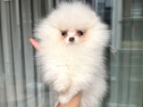 Kartopu Gi̇bi̇ Mi̇ni̇ Boy Pomerani̇an