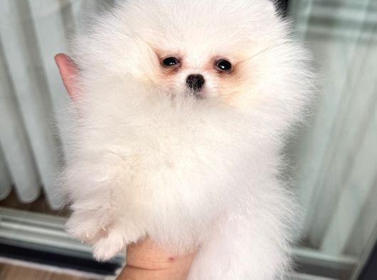 Kartopu Gi̇bi̇ Mi̇ni̇ Boy Pomerani̇an görsel