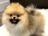 Show Kali̇te Orange Pomerani̇an Boo