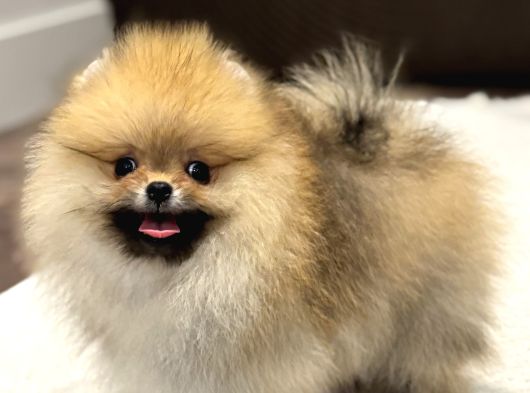 Show Kali̇te Orange Pomerani̇an Boo görsel