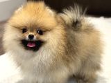 Show Kali̇te Orange Pomerani̇an Boo