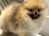 Show Kali̇te Orange Pomerani̇an Boo