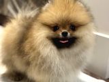 Show Kali̇te Orange Pomerani̇an Boo