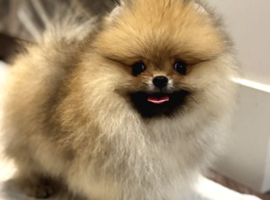 Show Kali̇te Orange Pomerani̇an Boo görsel